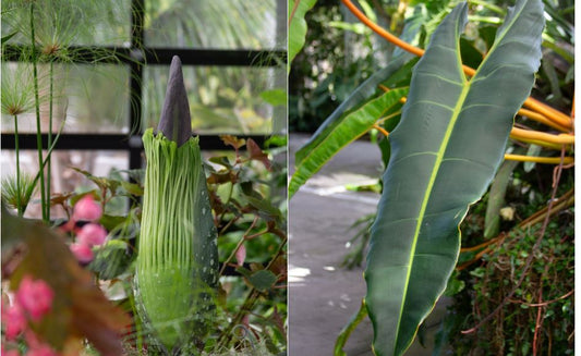 Why San Diego Botanic Garden Is the Hidden Oasis Celebrities Can’t Resist