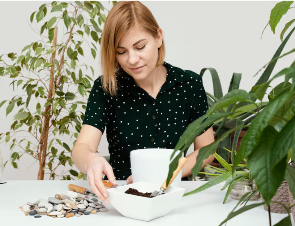 How To Propagate a Jade Plant, The Surprisingly Simple Secrets Gardeners Swear By