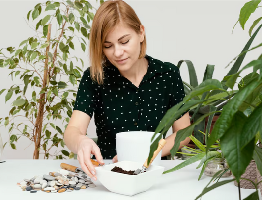How To Propagate a Jade Plant, The Surprisingly Simple Secrets Gardeners Swear By