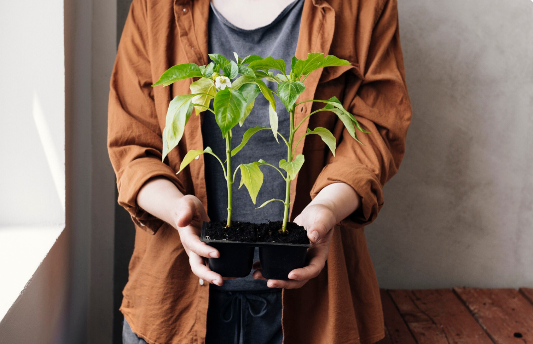 How To Propagate Arrowhead Plant and Turn One Stem Into Dozens of Lush Vines
