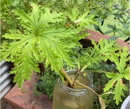 How To Propagate Citronella Plant , The Simple Secret Gardeners Swear By