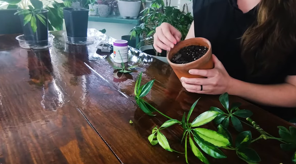 You’ll Never Buy Another Schefflera Again After Learning This Propagation Trick