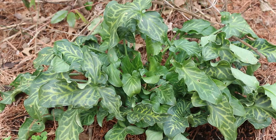 Why the Italian Arum Plant Is Taking Over American Gardens—And What You Must Know