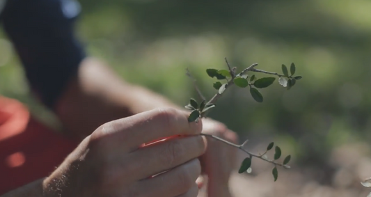 America’s Forgotten Superleaf: Why Yaupon Is the Buzz of the Herbal Tea Scene