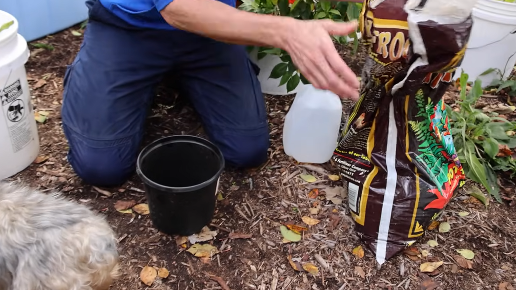 How Zoe Woodward Is Revolutionizing British Gardening One Dahlia at a Time