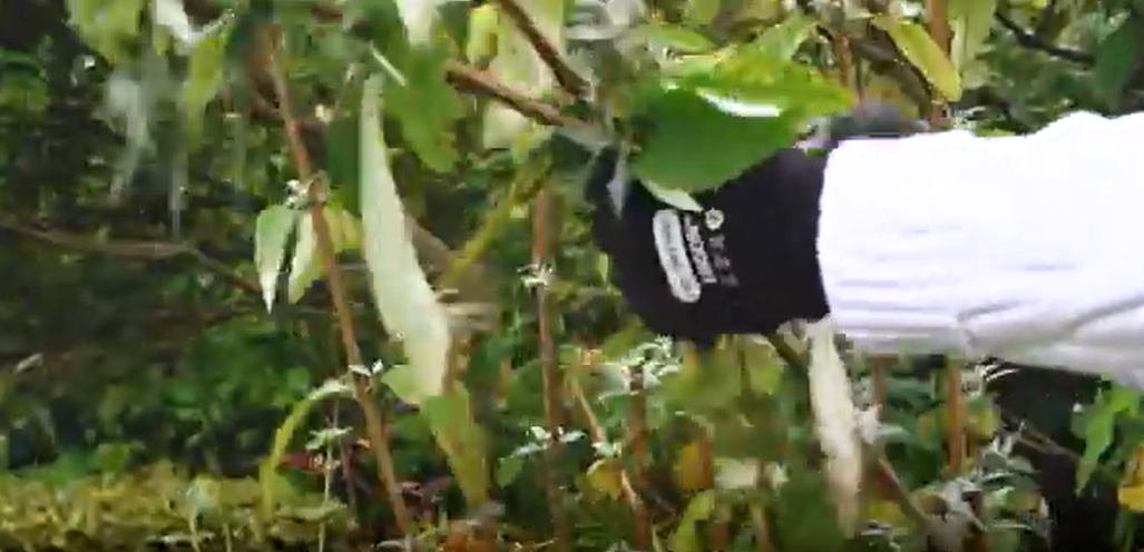 Is Hillier Gardening Club the VIP Pass Every Gardener Needs?