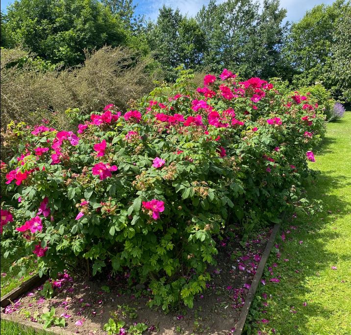 The Secret Herb Garden Edinburgh, Where Herbs, Gin, and Magic Collide
