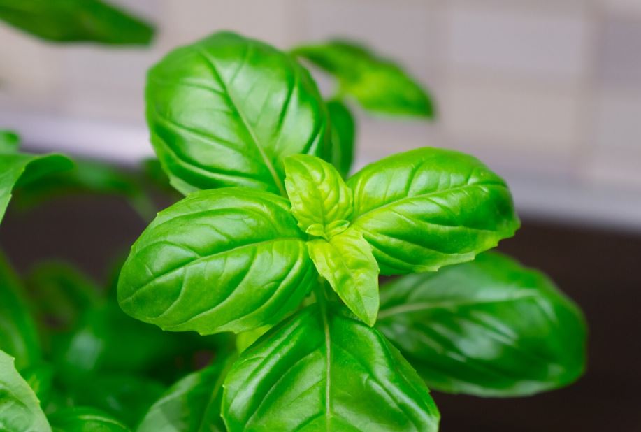 Why the Sweet Basil Plant Is Remarkably Effective in Both Kitchen and Medicine