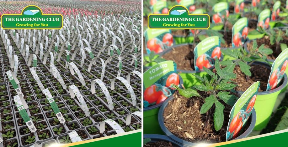 Why Gardeners Are Flocking to The Gardening Club Crews Hill—It’s More Than Just Plants