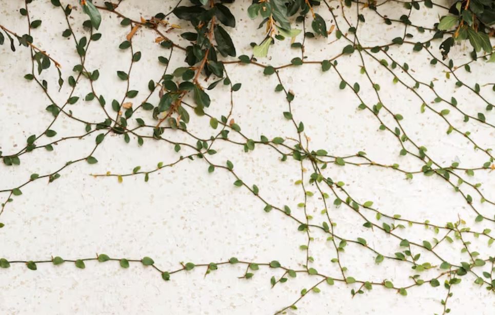 Wall Climbing Plant Fidelity: The Green Secret Behind the Most Elegant Facades