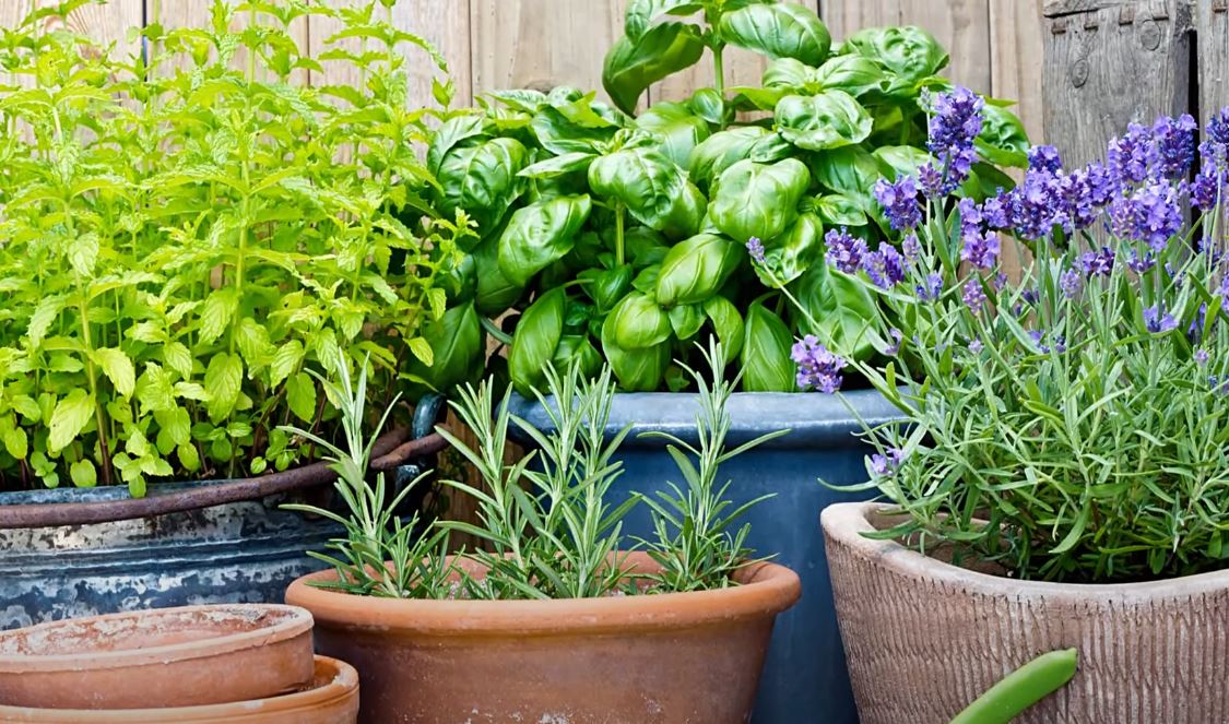 Windowsill Herb Garden Hacks Chefs Don’t Want You to Know