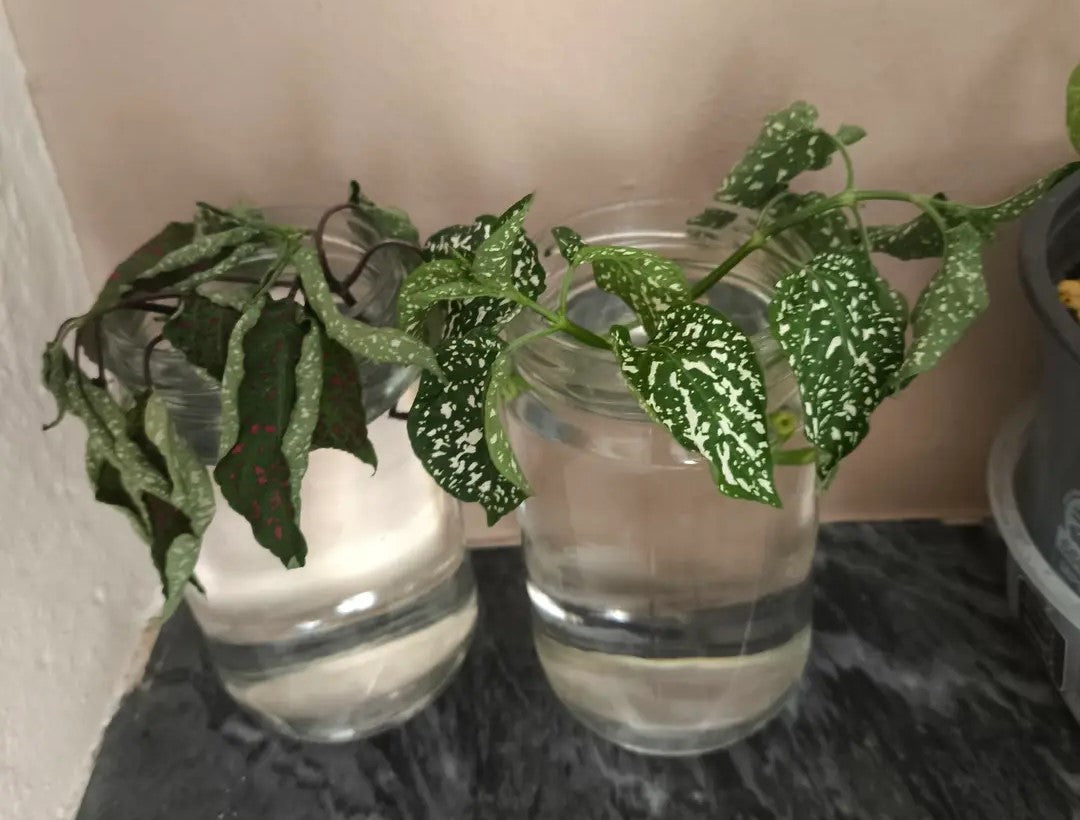 Propagate Polka Dot Plant, The Surprisingly Easy Trick Gardeners Swear By