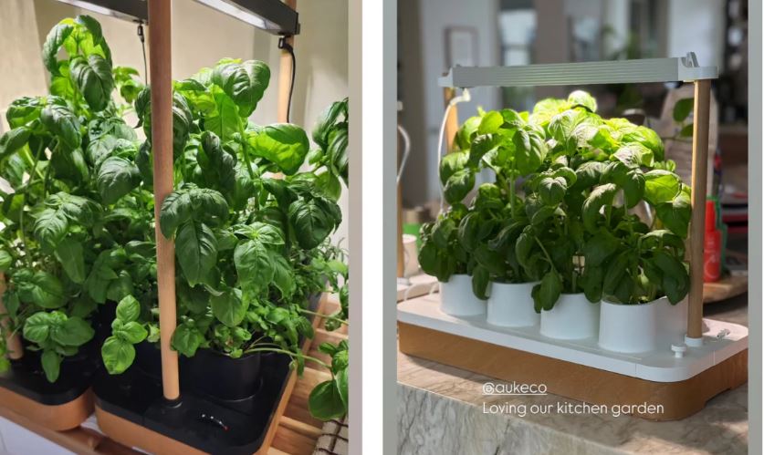 How the Auk Herb Garden Turns Even the Worst Cooks into Greenhouse Pros