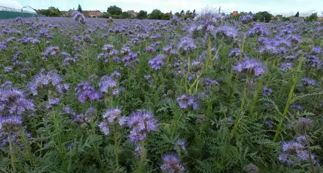 Bijenbrood Plant: The Flower That Keeps Our Bees Alive