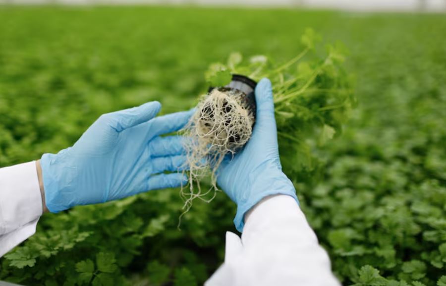 The Bruise Treatment Plant That’s Changing Skincare Naturally