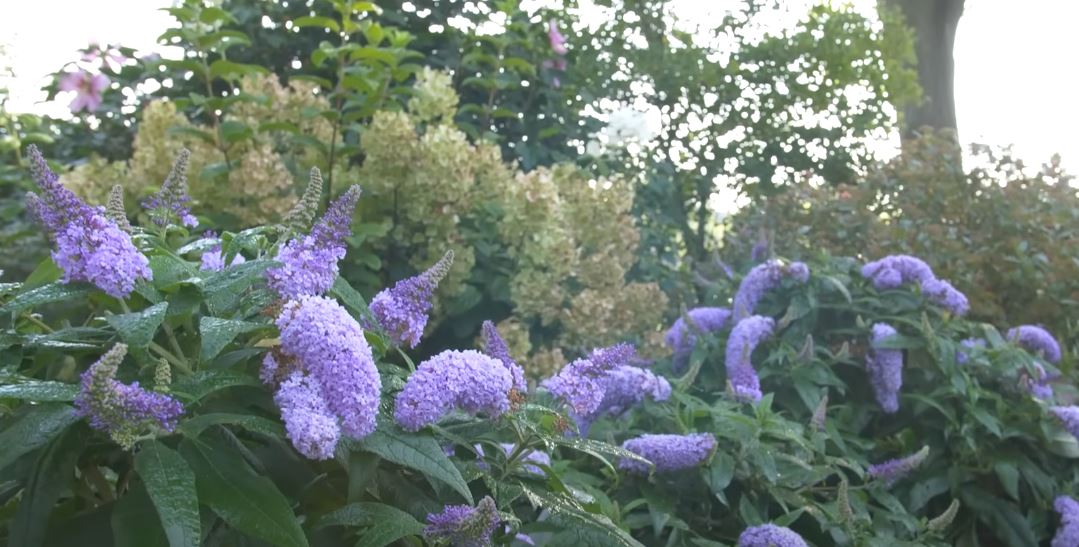 Is the Buddleia Plant Saving Pollinators or Destroying Ecosystems?
