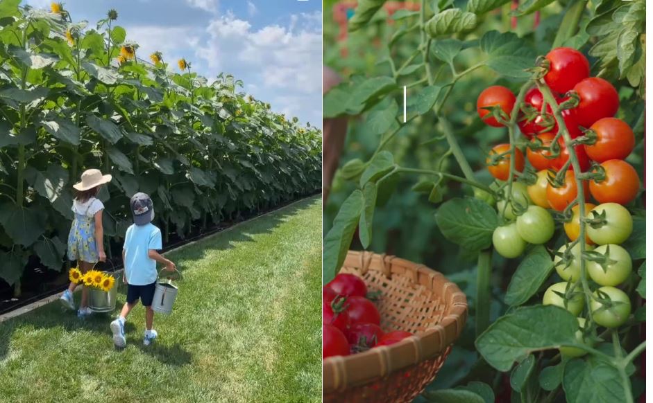 Burpee Gardening Secrets the Industry Doesn’t Want You to Miss