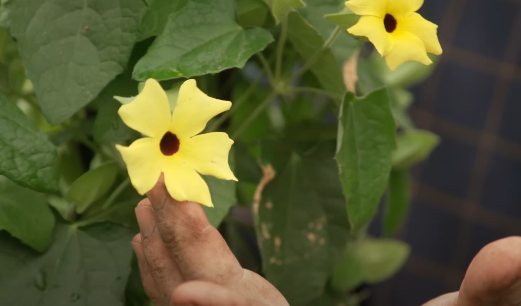 Climbing Leguminous Plant Revealed, From Sweet Pea to Wisteria’s Strength
