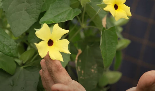 Climbing Leguminous Plant Revealed, From Sweet Pea to Wisteria’s Strength