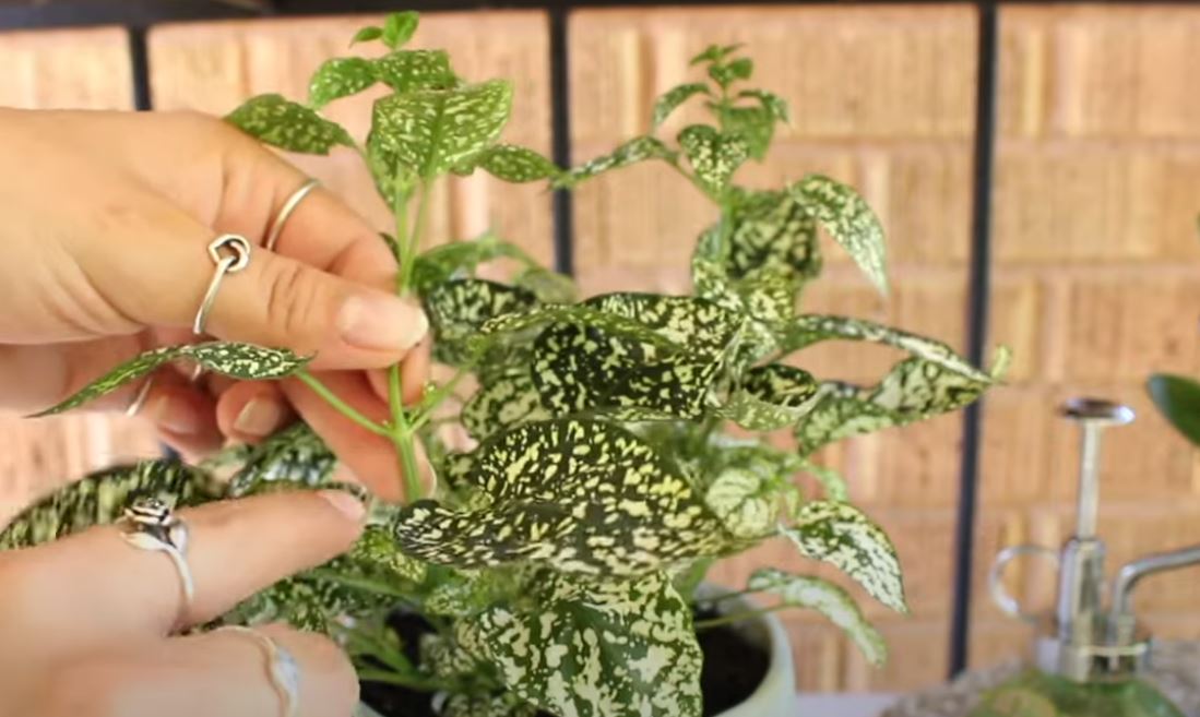 How to Propagate Polka Dot Plant Like a Pro—The Method Celebs Secretly Love