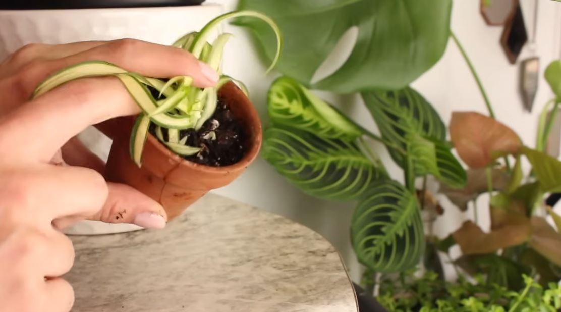 How to Propagate Spider Plant Babies Like a Pro — Even Without a Green Thumb!