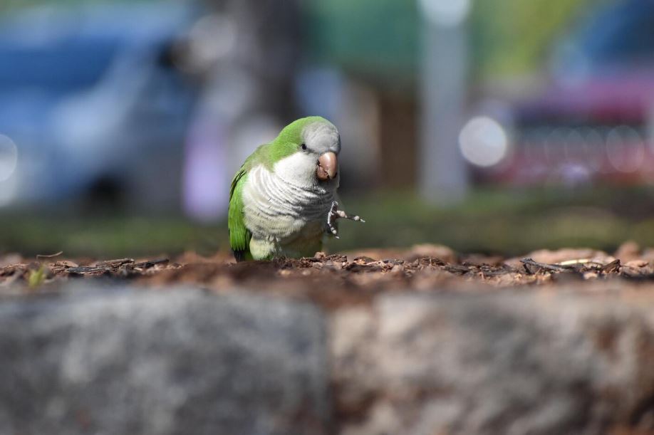 The Particularly Innovative Ways to Stop Birds Eating Grass Seed This Summer