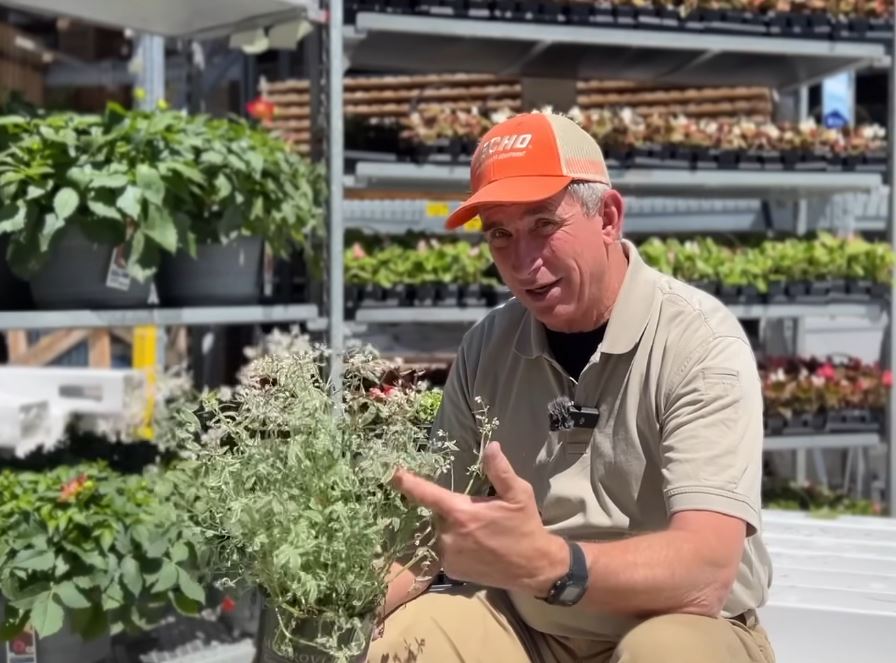 Jacob’s Ladder Plant, The Secret Woodland Flower Gardeners Can’t Stop Talking About