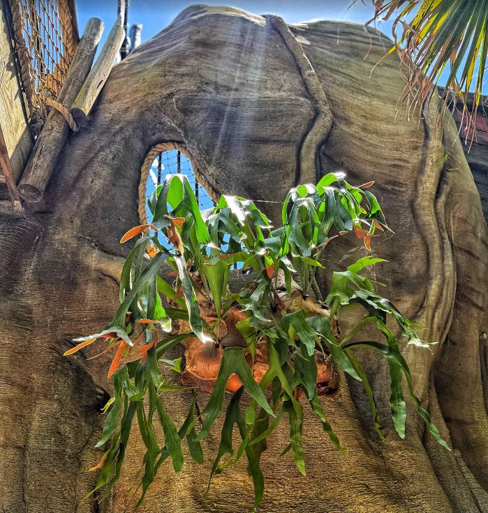 How McKee Botanical Garden Became a Historic Treasure Saved by the Community