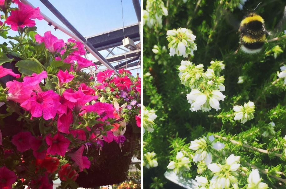 How Newlands Garden Centre Became Ireland’s One-Stop Home and Lifestyle Destination