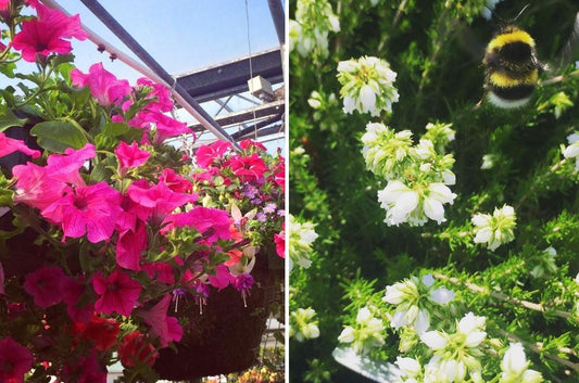 How Newlands Garden Centre Became Ireland’s One-Stop Home and Lifestyle Destination