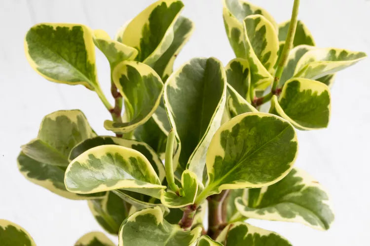Peperomia Plant : The Chic, Low-Maintenance Houseplant Taking Over Designer Homes