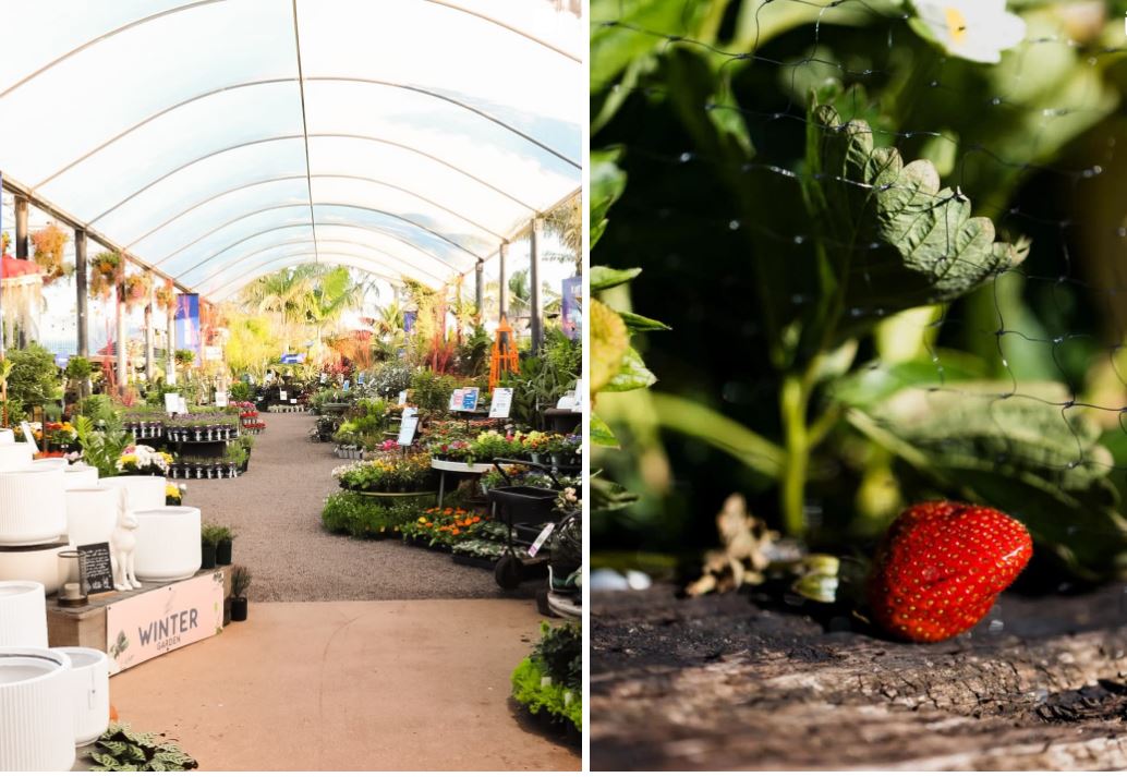 How Plant Zone Kerikeri Is Transforming Outdoor Spaces Across the Bay of Islands