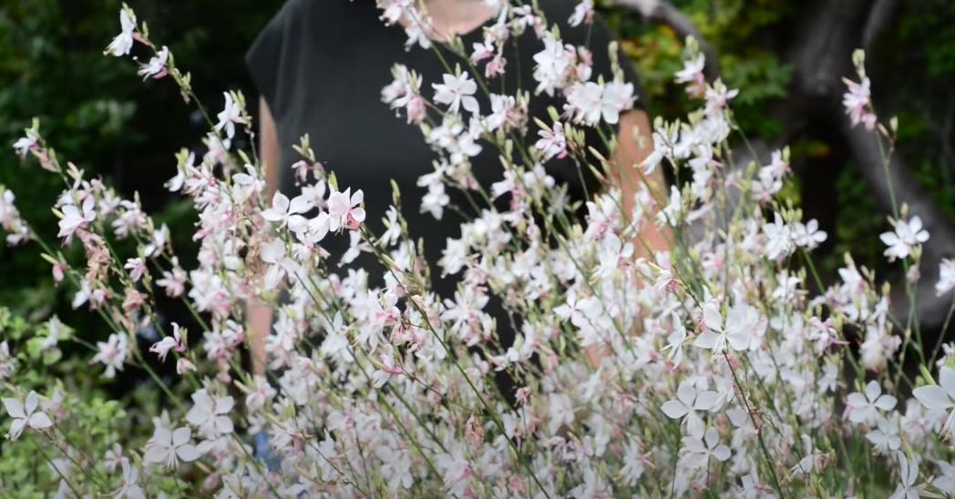 How the Prachtkaars Plant Brings a Wildflower Feel to Modern Spaces