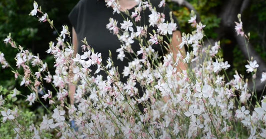 How the Prachtkaars Plant Brings a Wildflower Feel to Modern Spaces