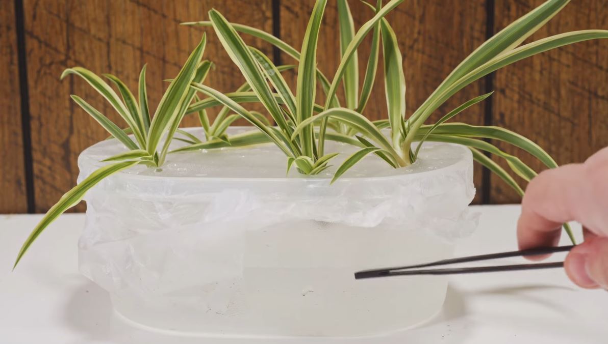 Can You Really Propagate Spider Plant in Water? The Truth Revealed