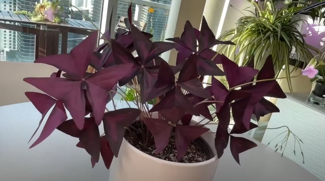 Purple Shamrock Plant Secrets, Why It Sleeps at Night and Dances by Day