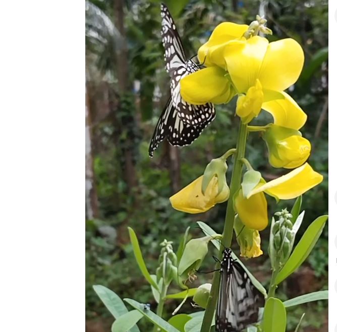 How the Vlinderbloemige Plant Became Nature’s Own Fertilizer