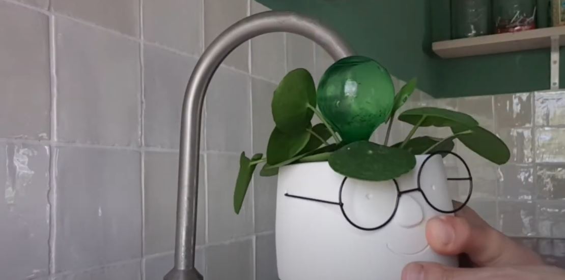 Why the Waterbol Plant Could Be the Smartest Houseplant Hack of the Year