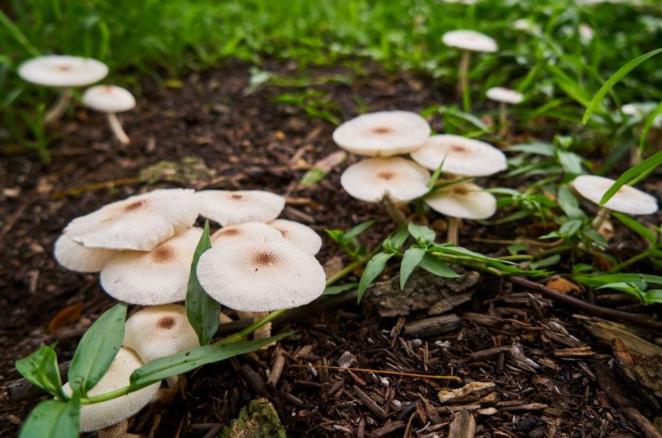 Why Are Mushrooms Growing in My Garden Overnight? The Hidden Truth