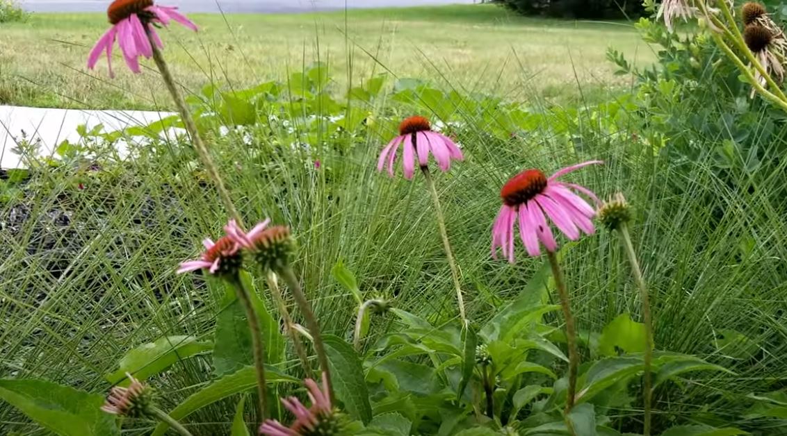 Why the Zonnehoedjes Plant is Becoming the Most Stylish Flower for Modern Gardens