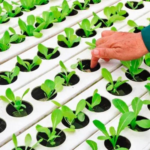 Hydroponics
