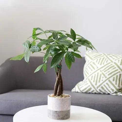 Feng Shui Indoor Plants