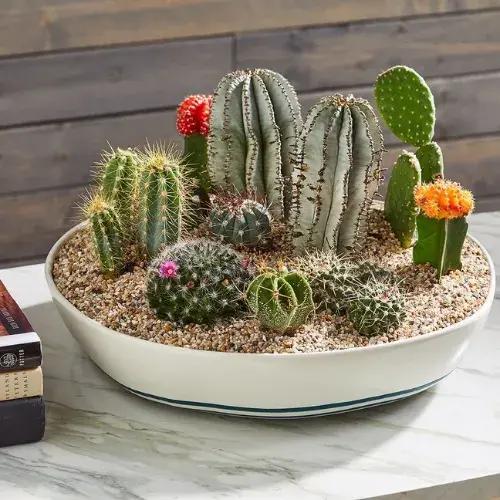 Cactus Garden