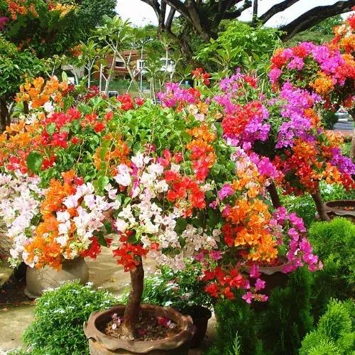 Outdoor Flowering Plants