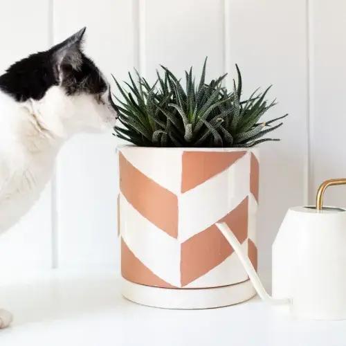 Pet Friendly Plants