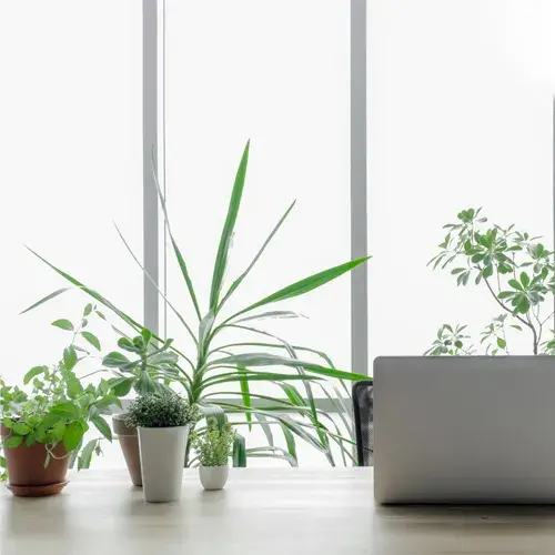 Office Table Plants