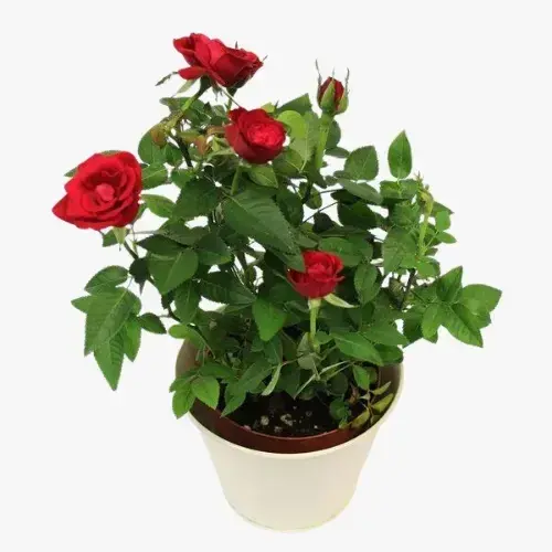 Indoor Flowering Plants