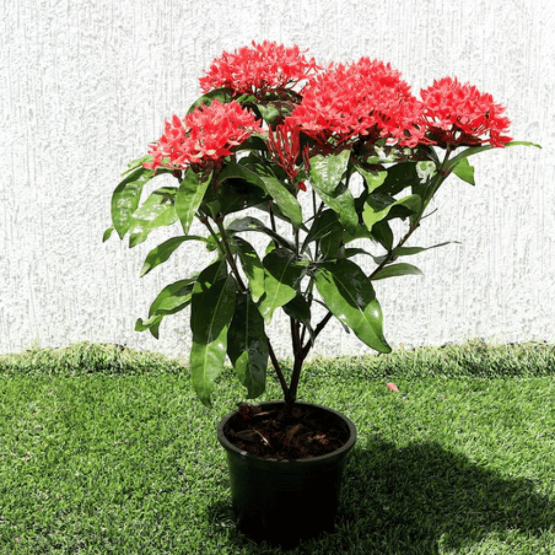 seasonal flowering plants