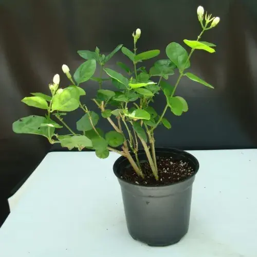 Ground Covering Plants