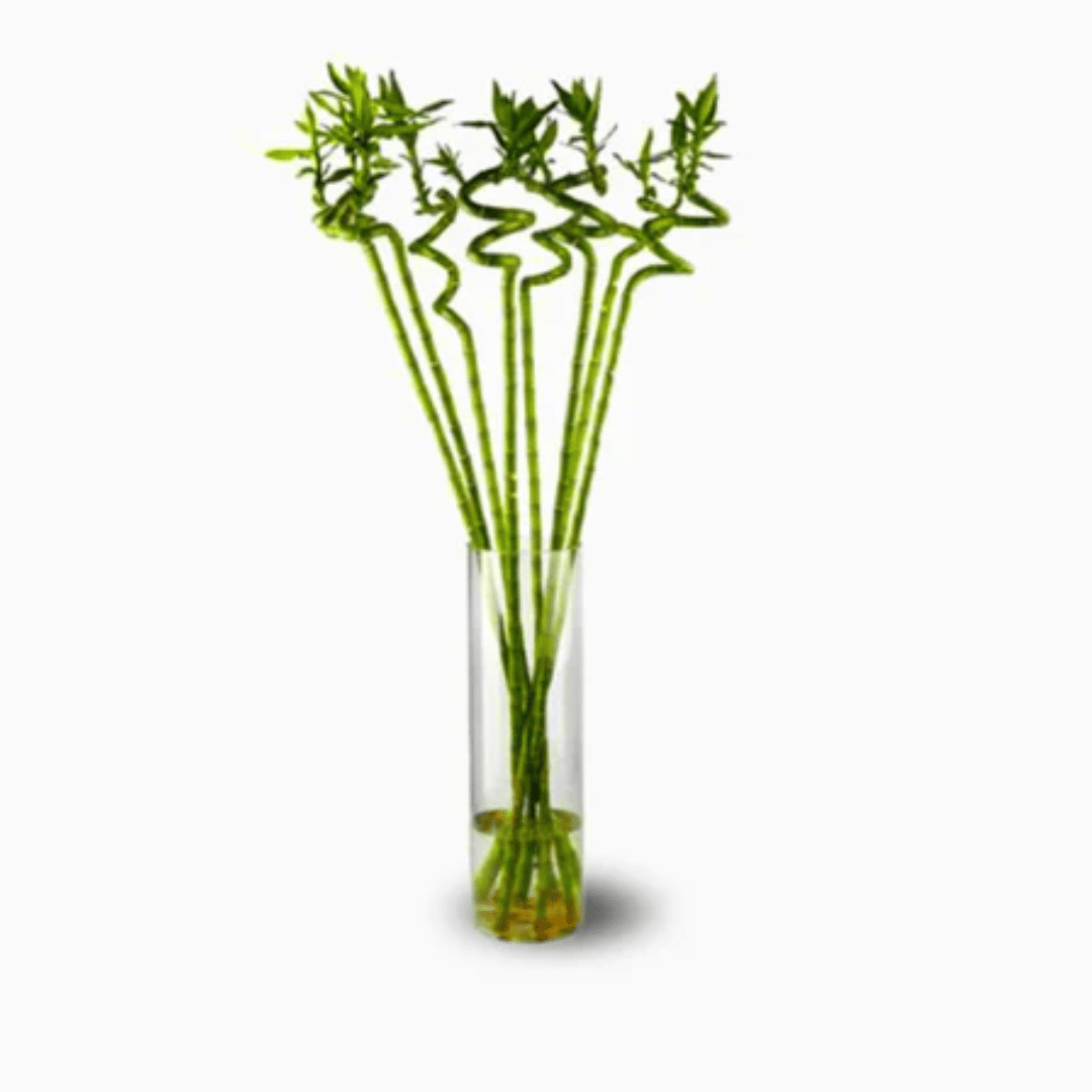 indoor evergreen plants